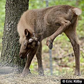 scratching-reindeer